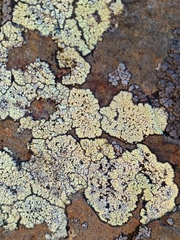 Lecanoromycetidae