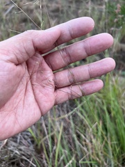 Panicum elegantissimum