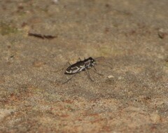 Cicindela tenuisignata