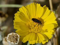 Melacoryphus lateralis