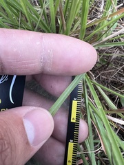 Panicum elegantissimum