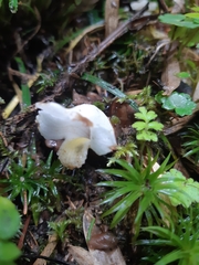 Christisonia hookeri