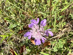 Knautia dipsacifolia