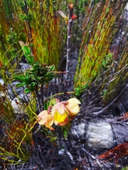 Hermannia concinnifolia