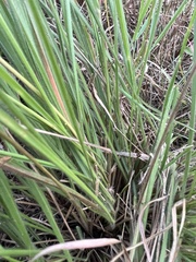 Panicum elegantissimum