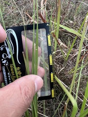 Panicum elegantissimum