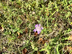 Knautia dipsacifolia