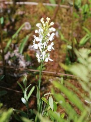 Platanthera blephariglottis