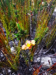 Hermannia concinnifolia