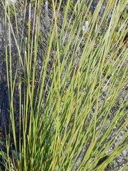 Hypodiscus aristatus