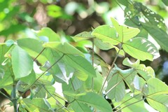 Phylloscopus coronatus