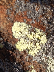 Lecanoromycetidae