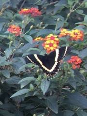 Papilio garamas garamas