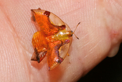 Aspidimorpha