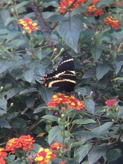 Papilio garamas garamas