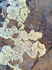 Lecanoromycetidae