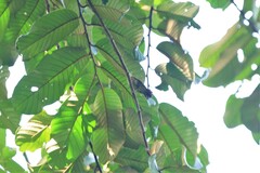 Kurochkinegramma hypogrammicum