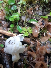 Christisonia hookeri