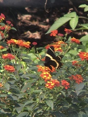 Papilio garamas garamas