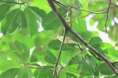 Phylloscopus borealis