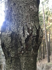 Abies alba