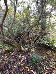 Rhododendron hemsleyanum