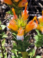 Mimetes capitulatus