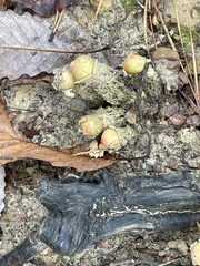 Calostoma lutescens