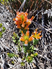 Mimetes capitulatus