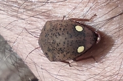 Solenosthedium bilunatum