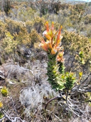 Mimetes capitulatus