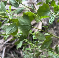 Baccharis glomeruliflora