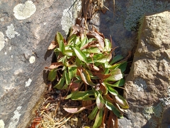 Micranthes micranthidifolia