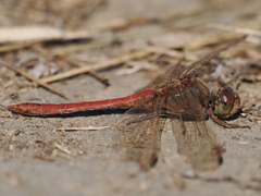 Sympetrum striolatum