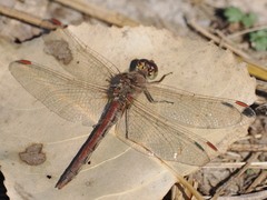 Sympetrum striolatum