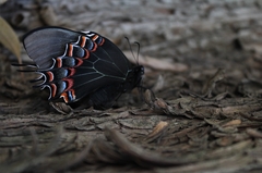 Papilio garamas garamas