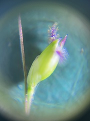 Panicum elegantissimum
