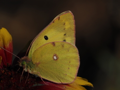 Colias poliographus