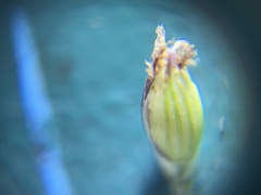 Panicum elegantissimum