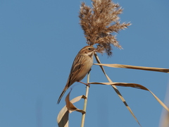 Emberiza pallasi