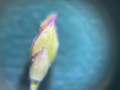 Panicum elegantissimum