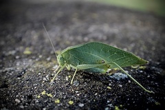 Microcentrum rhombifolium