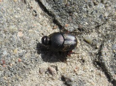 Onthophagus nuchicornis