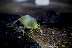 Microcentrum rhombifolium