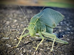 Microcentrum rhombifolium