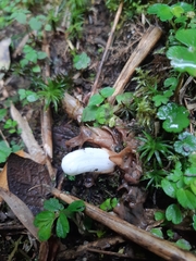 Christisonia hookeri