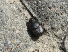 Onthophagus nuchicornis