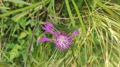 Centaurea nervosa