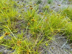 Cyperus polystachyos polystachyos