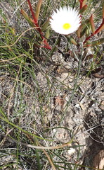Helichrysum lancifolium